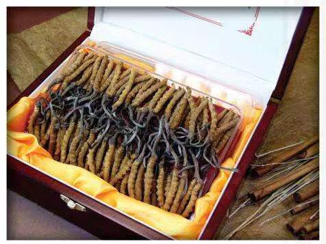 大田冬虫夏草回收